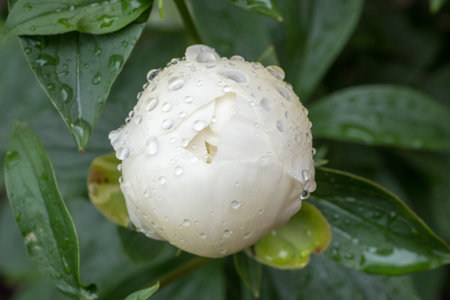 blooming peony with water drops close upの写真素材