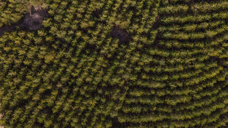 Drone photography of a forest close to sunsetの写真素材
