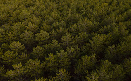 Drone photography of a forest close to sunset