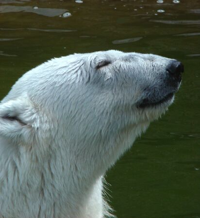 Polar bears (Ursus maritimus) - portrait