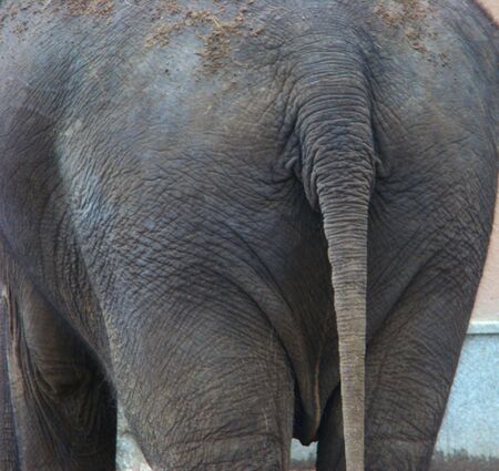 Groats of the Indian elephant Elephas maximusの写真素材
