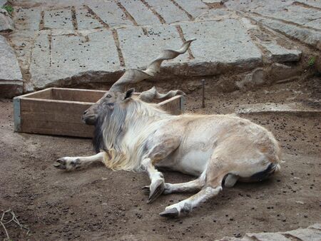 Goat with twisted horns Capra falconeriの写真素材