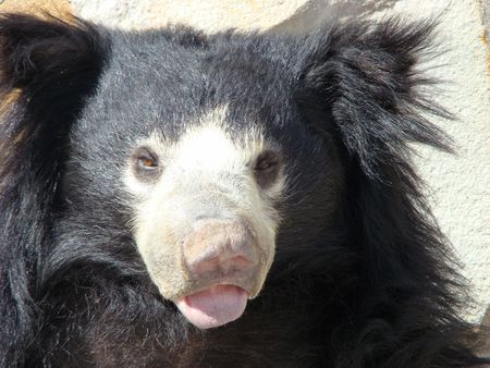 Bear Melursus ursinus portrait on a background of a rockの写真素材