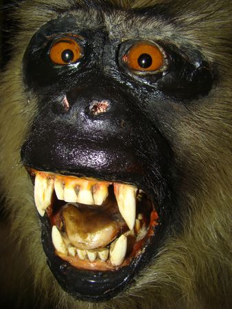 Gorillas Gorilla the largest representatives of group of primates 