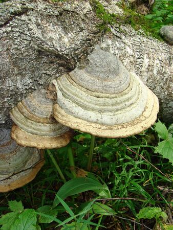 Mushrooms tinder funguses - lodge on the wounded, rotten or fallen trees