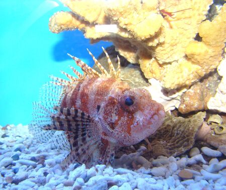Tropical fish krylatka. The inhabitant of coral reeves                               