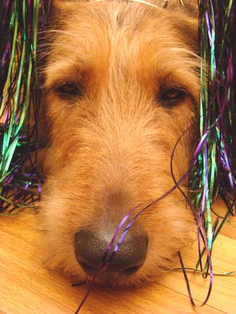 head of a dog decorated with a New Year's tinsel on a floorの写真素材