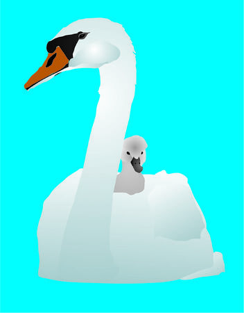 White swan with a baby bird on a pondのイラスト素材