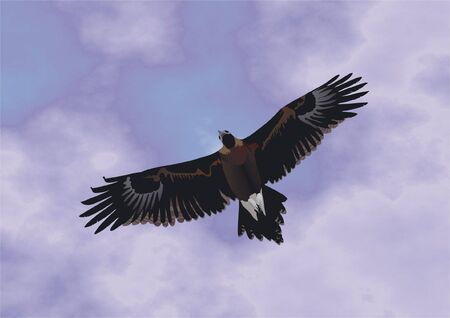 Eagle flying highly in the sky tracks down extraction by a lookのイラスト素材