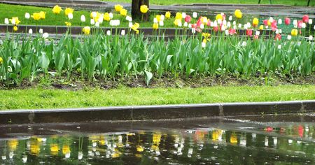 Bed with tulips and its reflexion in a poolの写真素材