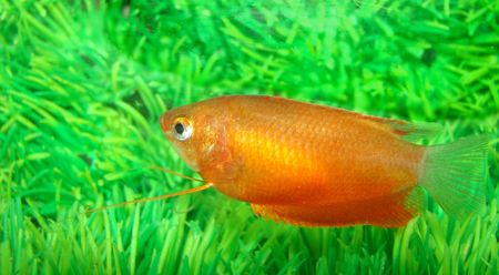 Gurami honey red Trichogaster chuna var. (Colisa sota) brightly painted a small fishの写真素材