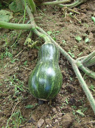 fruit of pumpkin in the early stage of maturity on a branchの写真素材