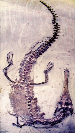 skeleton of prehistoric crocodileの写真素材