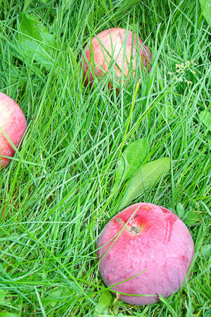 autumn apples fallen in the grass covered with dewの写真素材