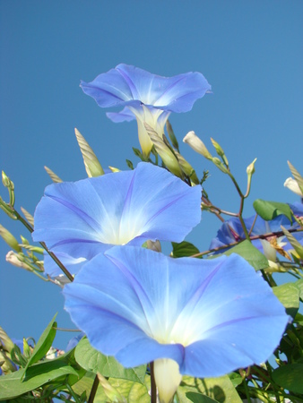 flowers and leaves of blue loach against the blue sky