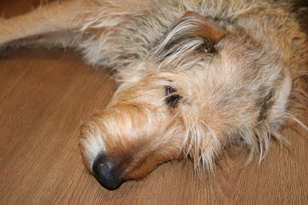 a dog lies on its side on the floor. Dog's headの写真素材