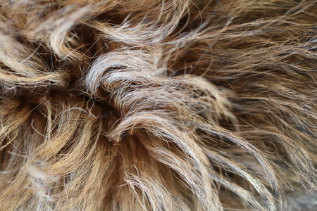 dog hair texture and skinの写真素材
