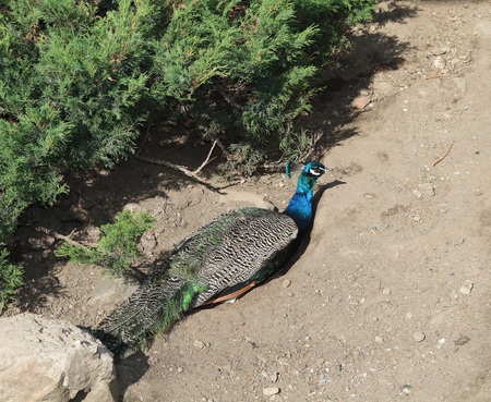 Peacock (Pavo Linnaeus) - thanks to the tail known as the most beautiful bird among the Galliformesの写真素材