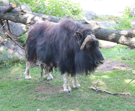 musk ox Ovibos moschatus longest hair of all mammalsの写真素材