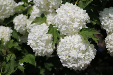ornamental bush viburnum buldenezh snow globe in garden