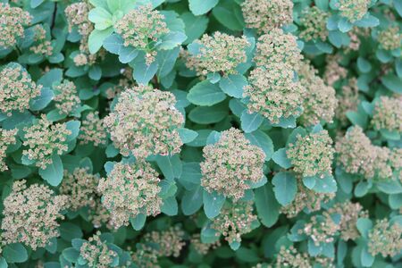 Bumalda Spirea (Spiraea bumalda) - a hybrid between Japanese spirea spirea and white floralの写真素材