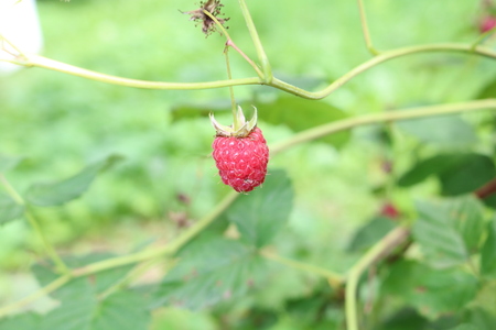 Raspberry ordinary (Rubus idaeus) - shrub with delicious berries
