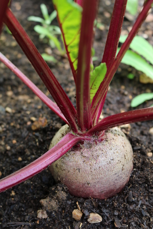 Beet Beta - herbaceous culture plants Amaranth