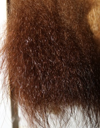 brown fur, or an ordinary bear (Ursus arctos) - predatory mammal, the largest terrestrial predatorsの写真素材