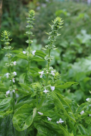 Basil, common, garden, camphor (Ocimum basiliicum) - herbの写真素材