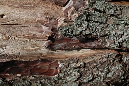 Uterine and larval passages of a Scolytus multistriatus spiky on a filamentous treeの写真素材