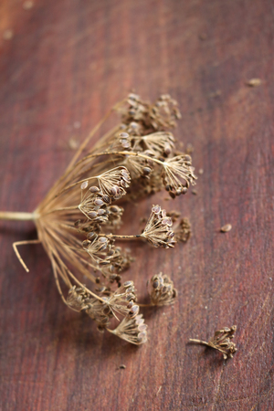 dill, pepper and leaves of laurel on a wooden cutting board