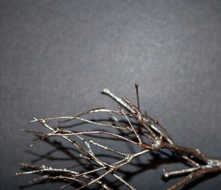 Silver twig on dark gray backgroundの写真素材