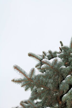 branch of blue spruceの写真素材