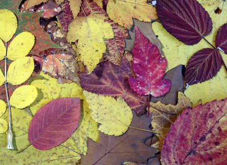 autumn colors in colorful leaves of bushes and treesの写真素材