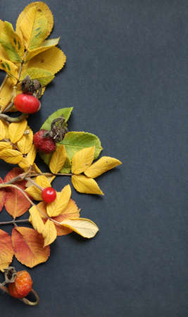 Autumn branch of wild rose with berry on dark background