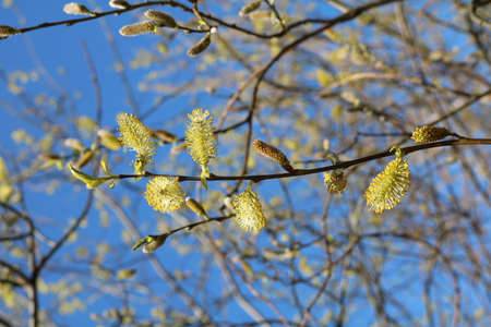 flowering willow branches with yellow shaggy flowers