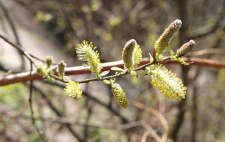 flowering willow branches with yellow shaggy flowers
