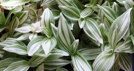 White-flowered Tradescantia is a popular common houseplantの写真素材