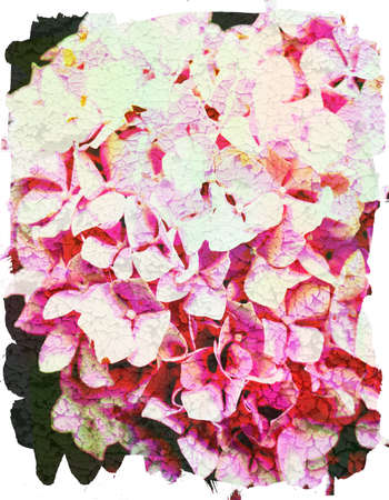 floral watercolor hydrangea picture with craquelure effectの写真素材
