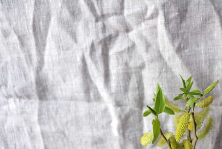 willow branch on a gray draperyの写真素材