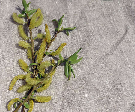 willow branch on a gray draperyの写真素材