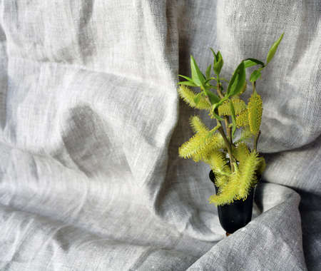 willow branch on a gray draperyの写真素材