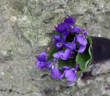 a bouquet of violets in a vaseの写真素材