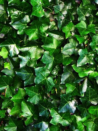 green ivy background with some soft shades in it