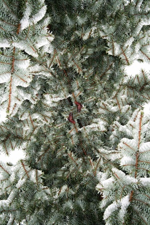 close up of fir tree with snow on it