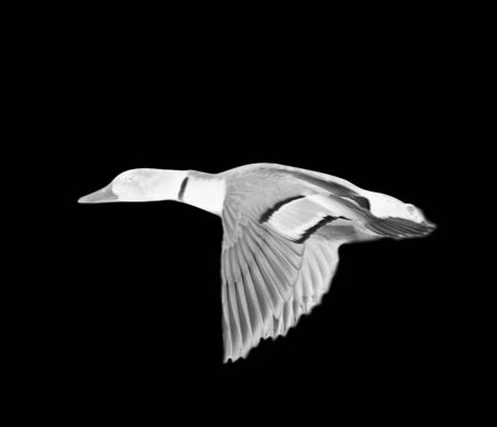 ghost duck on a solid black backgroundの写真素材