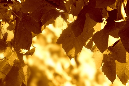 maple leaves on a bright yellow backgroundの写真素材