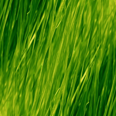 grass background with some highlights and shades on itの写真素材