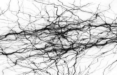 plant roots isolated on a solid white background