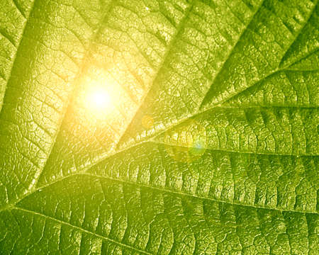 close up of a green leaf with its veinsの写真素材